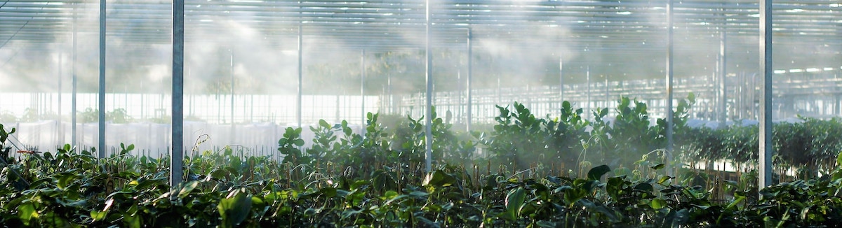 Greenhouses in Nigeria