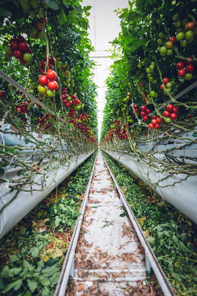 Greenhouse Tomatoes in Nigeria